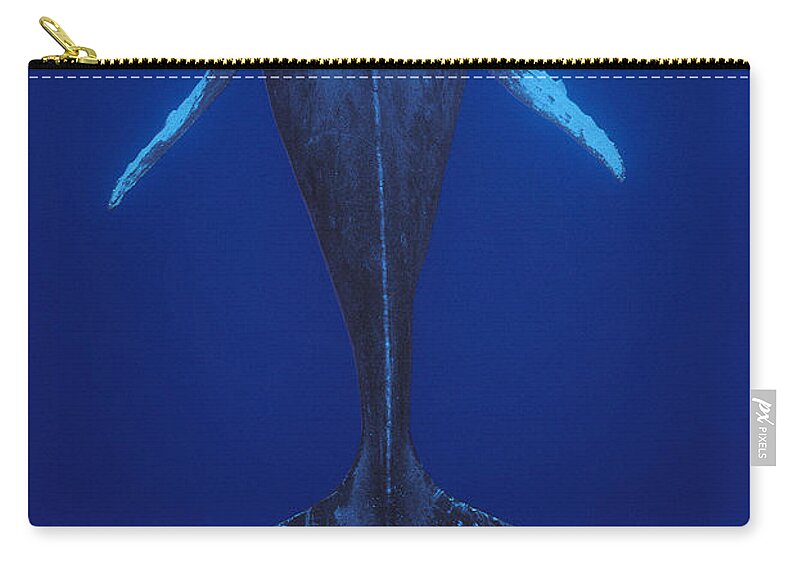 00079895 Zip Pouch featuring the photograph Humpback Whale Singing Kona Coast Hawaii by Flip Nicklin