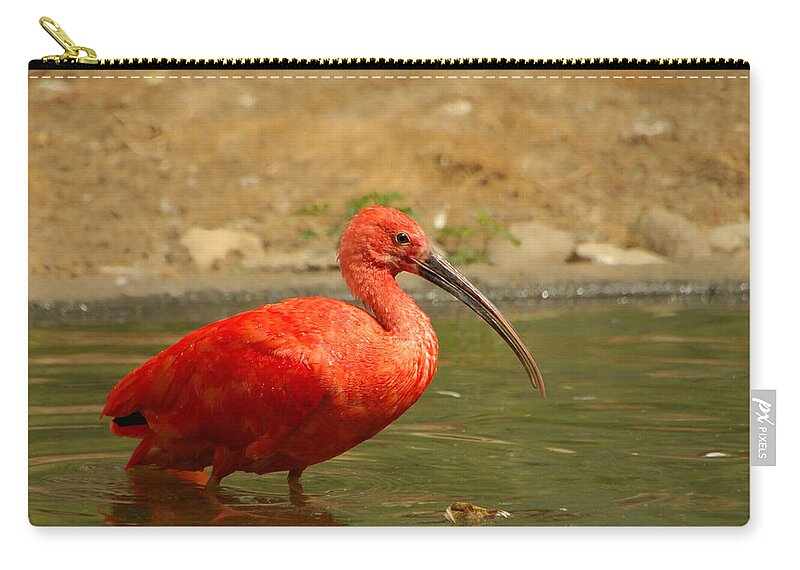 Bird Zip Pouch featuring the photograph I'm So Embarrassed by Donna Blackhall