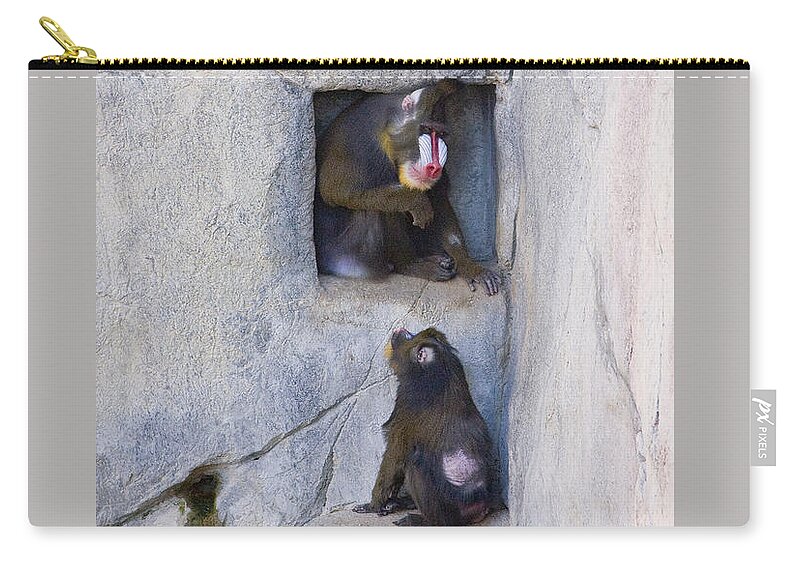 Baboons Zip Pouch featuring the photograph In the Box by Greg Kopriva