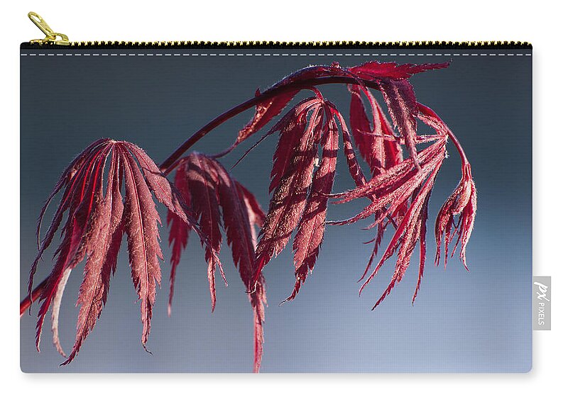 Japanese Maple Zip Pouch featuring the photograph In The Light Of Spring by Dale Kincaid