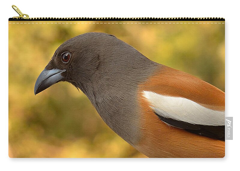 3003 Zip Pouch featuring the photograph Indian Treepie. A portrait. by Fotosas Photography