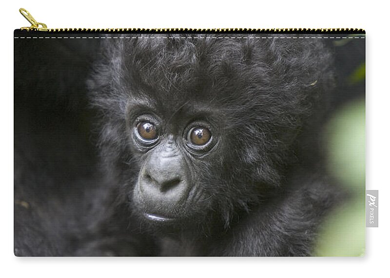00761217 Zip Pouch featuring the photograph Infant Mountain Gorilla Rwanda by Suzi Eszterhas