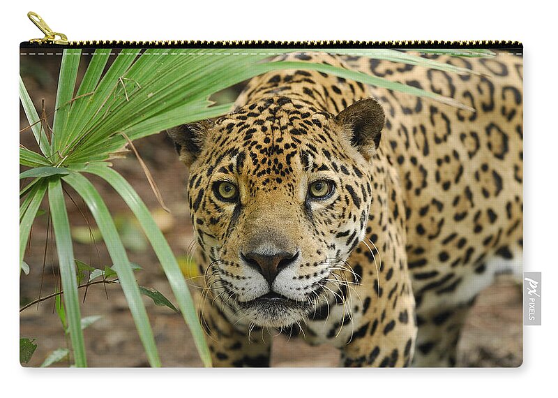 Mp Zip Pouch featuring the photograph Jaguar Peering Through The Brush by Thomas Marent