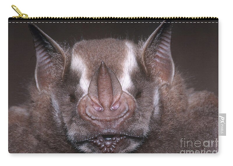 Jamaican Fruit Bat Zip Pouch featuring the photograph Jamaican Fruit Bat by Dante Fenolio