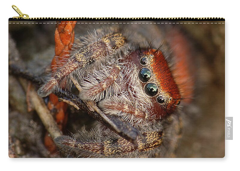 Phidippus Cardinalis Zip Pouch featuring the photograph Jumping Spider Portrait by Daniel Reed