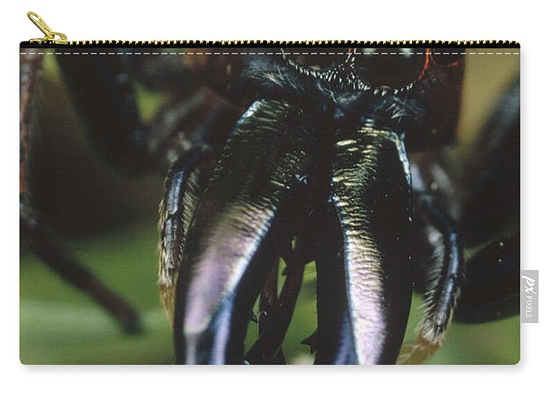 Mp Zip Pouch featuring the photograph Jumping Spider Portrait, Queensland by Mark Moffett