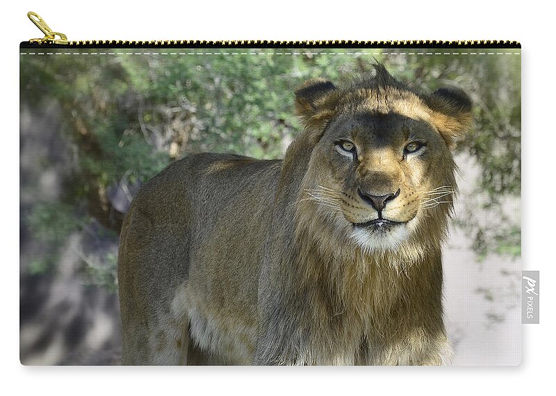 African Lion Zip Pouch featuring the photograph Just Smile by Saija Lehtonen