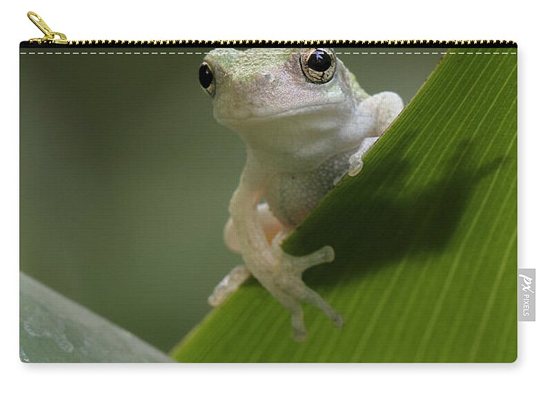 Grey Treefrog Zip Pouch featuring the photograph Juvenile Grey Treefrog by Daniel Reed