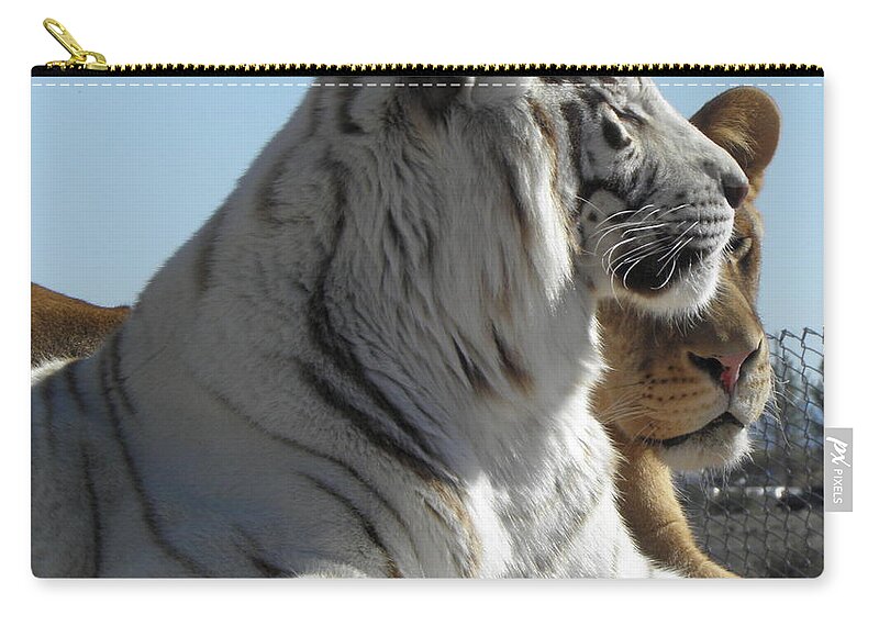 Tiger Zip Pouch featuring the photograph Kitty Kitty by Kim Galluzzo