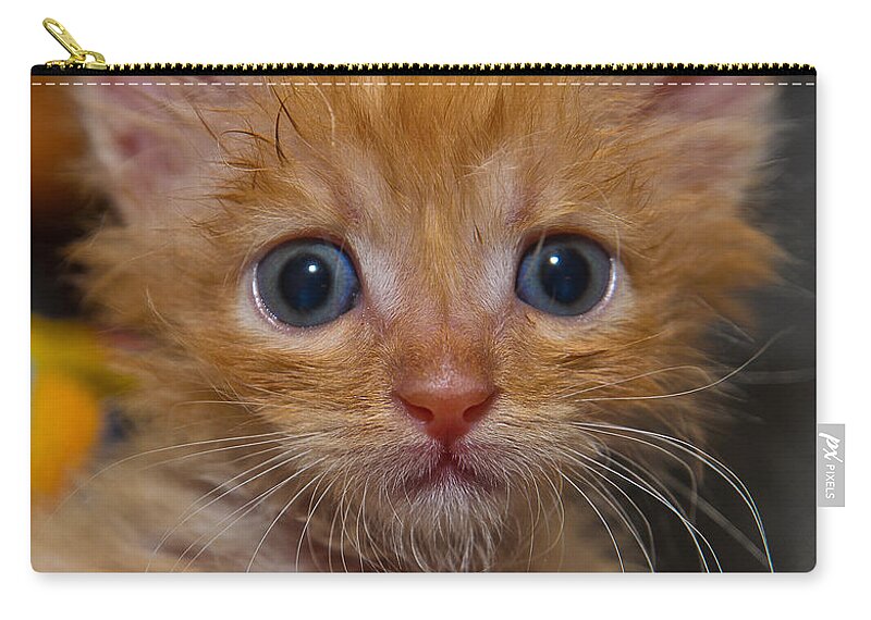 Animal Zip Pouch featuring the photograph Kitty by Michael Goyberg
