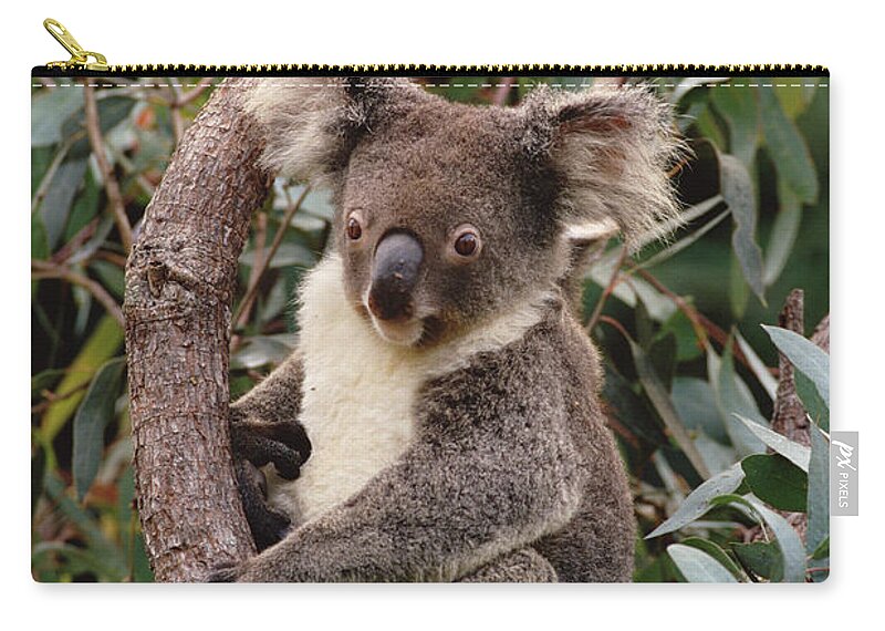 Mp Zip Pouch featuring the photograph Koala Phascolarctos Cinereus Young Male by Gerry Ellis