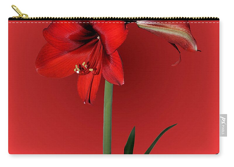 Amaryllis Zip Pouch featuring the photograph Lady in Red by Kristin Elmquist