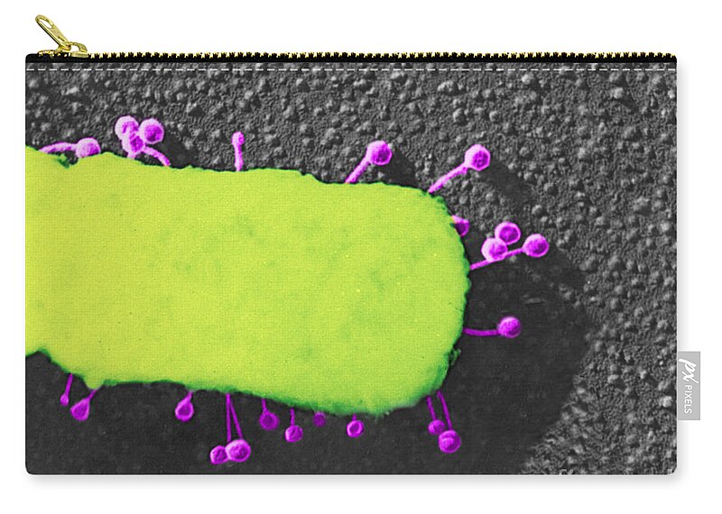 Bacteria Zip Pouch featuring the photograph Lambda Phage On E. Coli by Science Source
