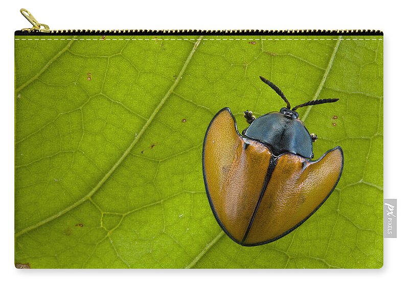00427201 Zip Pouch featuring the photograph Leaf Beetle In Rainforest Paramaribo by Piotr Naskrecki