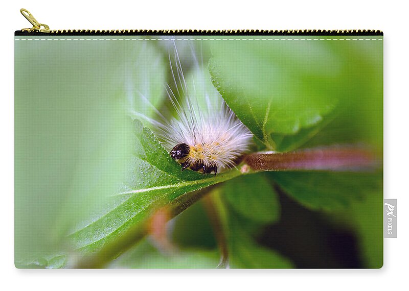 Caterpillar Zip Pouch featuring the photograph Leaf for One by Lori Tambakis
