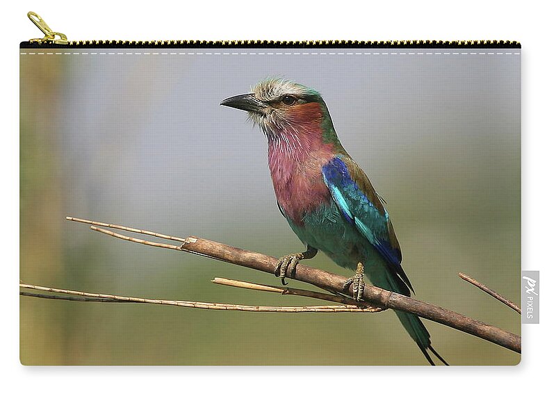 Botswana Zip Pouch featuring the photograph Lilac-breasted Roller by Bruce J Robinson