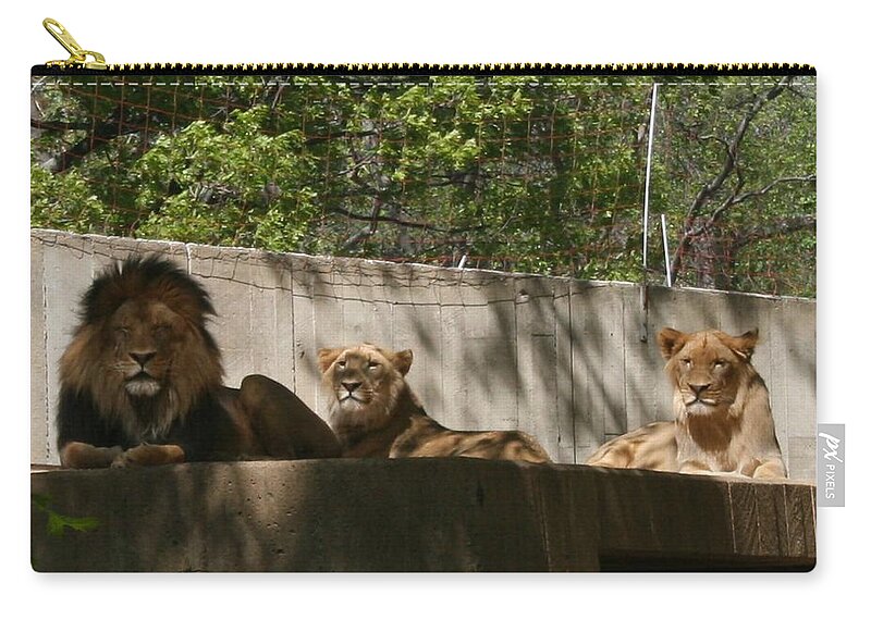 Lion Zip Pouch featuring the photograph Lion Around by Stacy C Bottoms