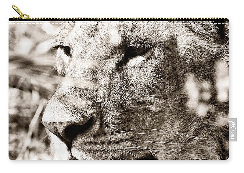 Lioness Zip Pouch featuring the photograph Lioness in Hiding by Perla Copernik