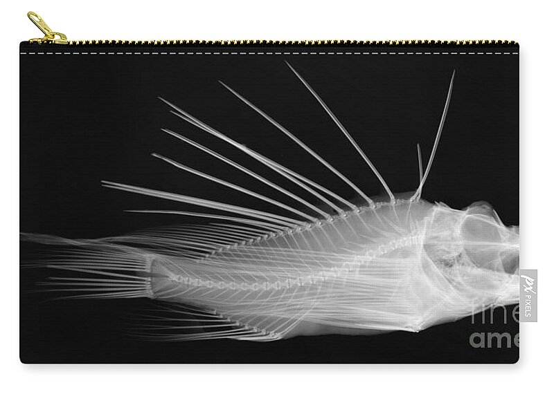 Fish Zip Pouch featuring the photograph Lionfish X-ray by Ted Kinsman