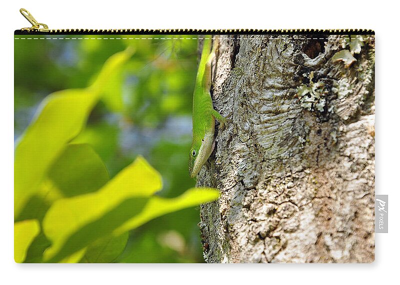 Lizard Zip Pouch featuring the photograph Looking Lizard by Al Powell Photography USA