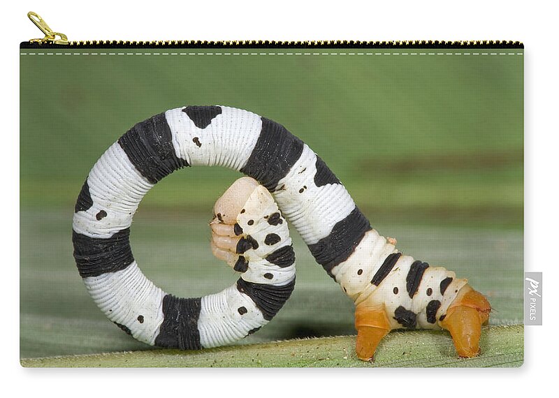 00476846 Carry-all Pouch featuring the photograph Looper Moth Caterpillar Atewa Range by Piotr Naskrecki