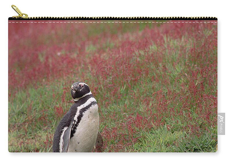 Mp Zip Pouch featuring the photograph Magellanic Penguin Spheniscus by Gerry Ellis