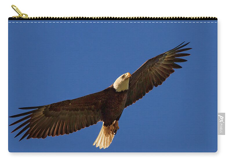 Bald Eagle Zip Pouch featuring the photograph Majestic Bald Eagle by Beth Sargent