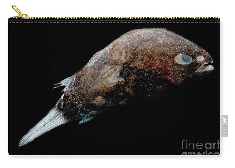 Anglerfish Zip Pouch featuring the photograph Male Deep-sea Anglerfish by Dant Fenolio