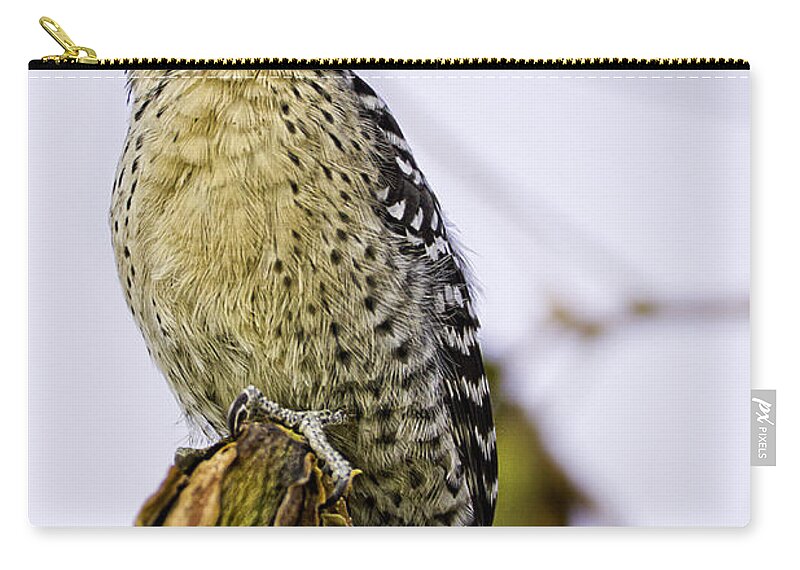 Woodpecker Zip Pouch featuring the photograph Male Ladder Back Woodpecker Eating Pecan by Fred J Lord