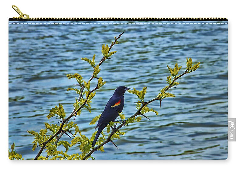 Male Bird Zip Pouch featuring the photograph Male Red-Winged Blackbird by Bill and Linda Tiepelman
