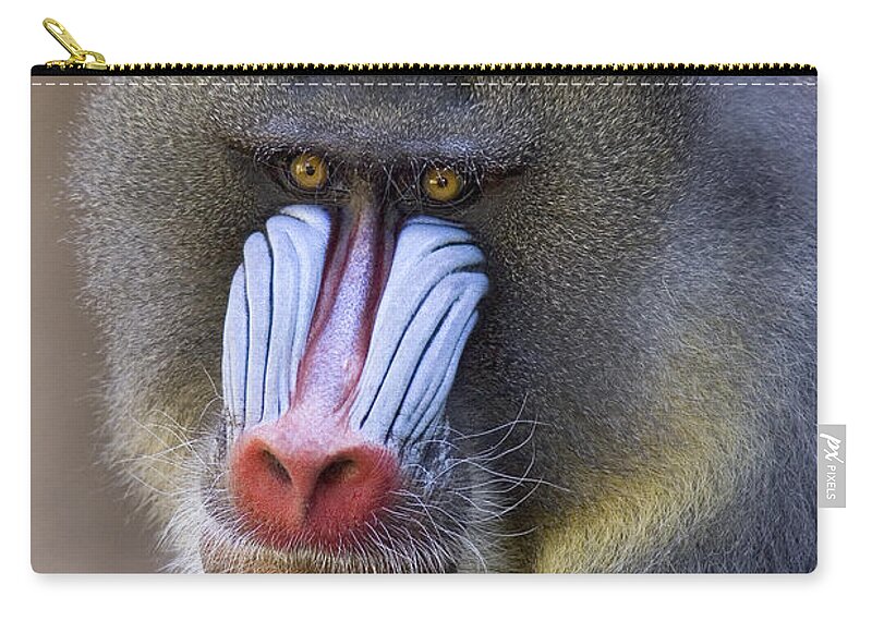 00762452 Carry-all Pouch featuring the photograph Mandrillus Sphinx Portrait by Ingo Arndt