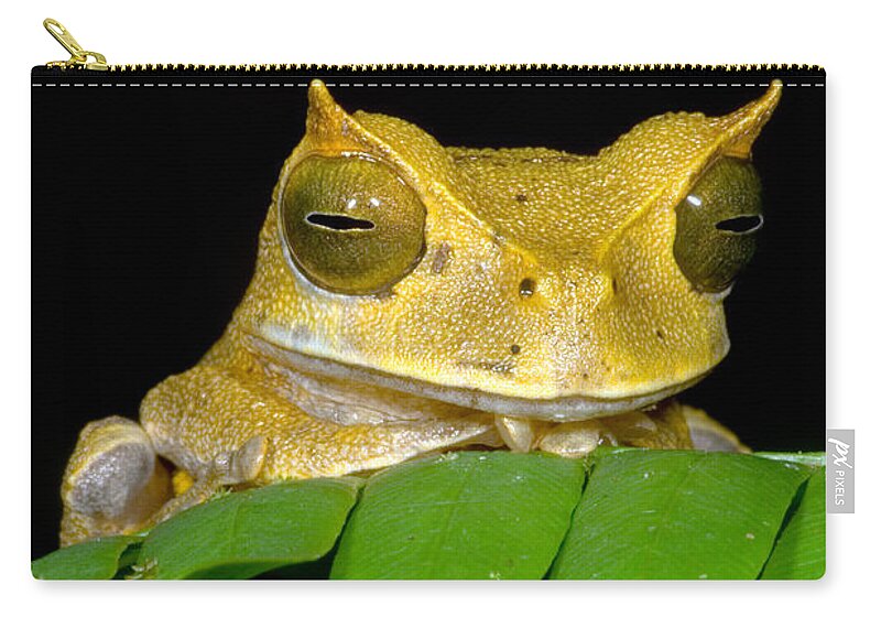 Marsupial Frog Zip Pouch featuring the photograph Marsupial Frog by Dante Fenolio