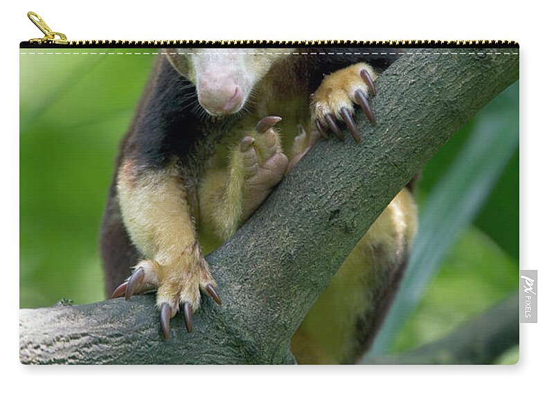 Mp Zip Pouch featuring the photograph Matschies Tree Kangaroo Dendrolagus by Cyril Ruoso