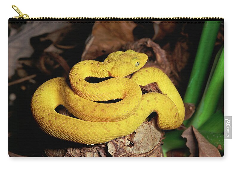 Mp Zip Pouch featuring the photograph Mcgregors Pit Viper Trimeresurus by Michael & Patricia Fogden