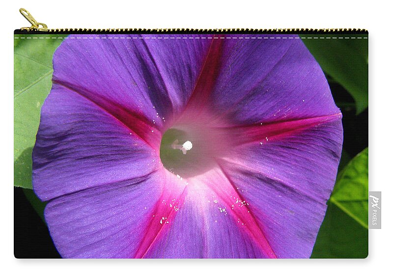 Morning Glory Carry-all Pouch featuring the photograph Morning Glorious by Kim Galluzzo Wozniak