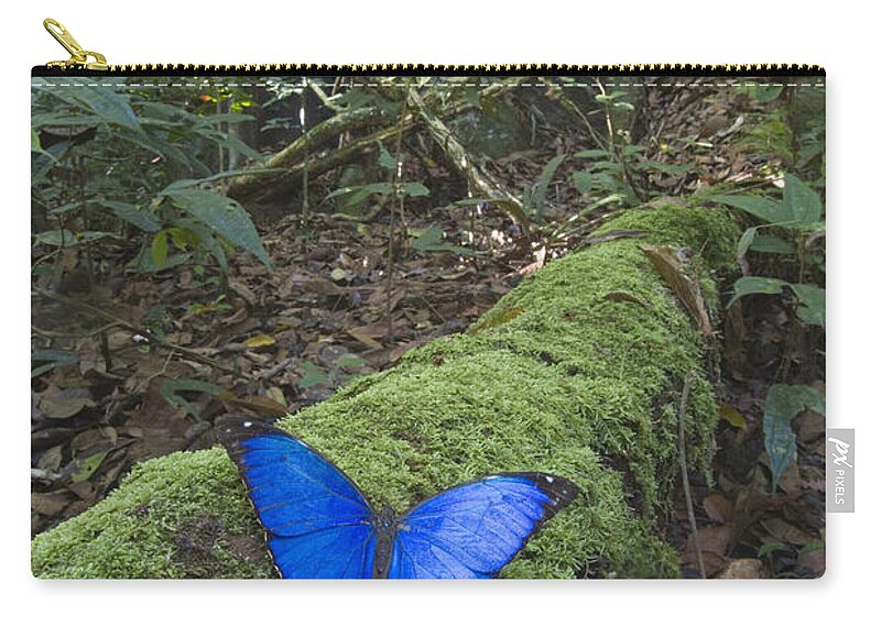00298549 Zip Pouch featuring the photograph Morpho Butterfly In Rainforest Acarai by Piotr Naskrecki