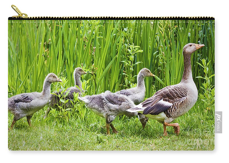 Aloof Zip Pouch featuring the photograph Mother goose leading goslings by Simon Bratt