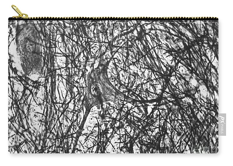 Motor Neuron Zip Pouch featuring the photograph Motor Neuron Of Cat by Omikron