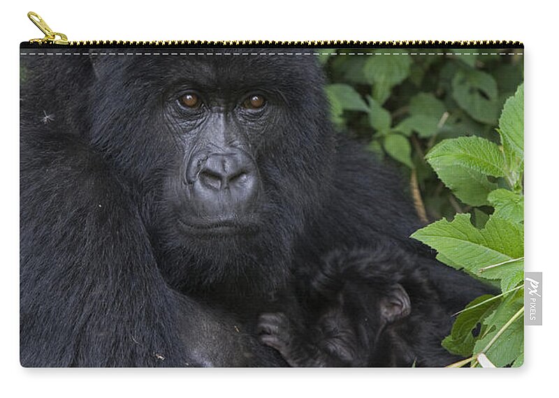 00427965 Zip Pouch featuring the photograph Mountain Gorilla Mother And Infant Parc by Suzi Eszterhas