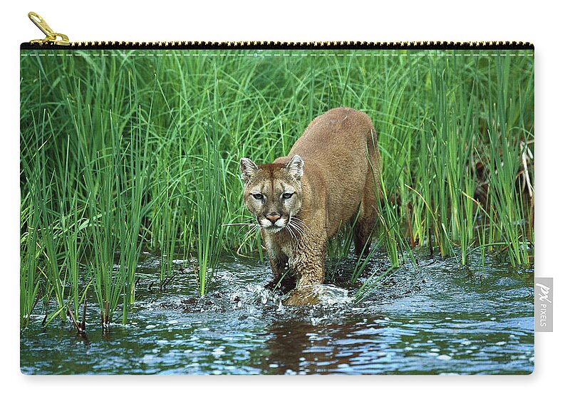 Mp Zip Pouch featuring the photograph Mountain Lion Puma Concolor Wading by Konrad Wothe