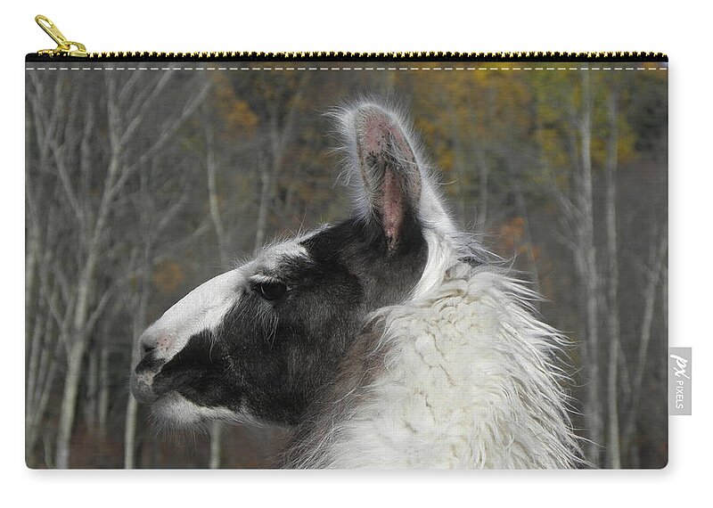 Alpaca Zip Pouch featuring the photograph Mr Alpaca in the country by Kim Galluzzo Wozniak