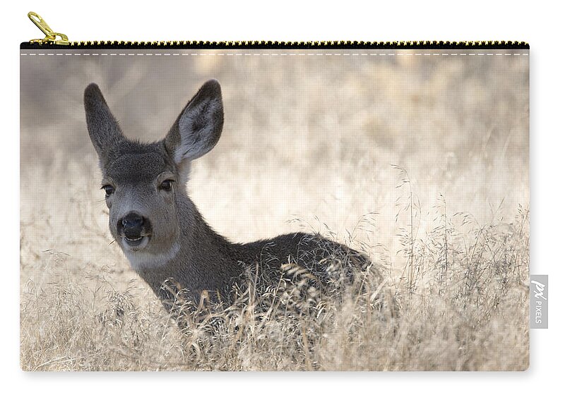 00429825 Zip Pouch featuring the photograph Mule Deer Fawn Resting In Grass Tule by Sebastian Kennerknecht