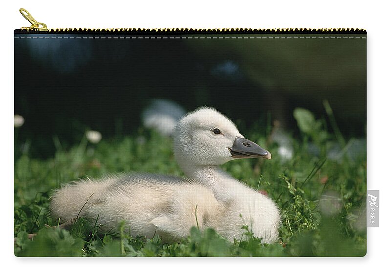 Mp Zip Pouch featuring the photograph Mute Swan Cygnus Olor Chick, Germany by Konrad Wothe