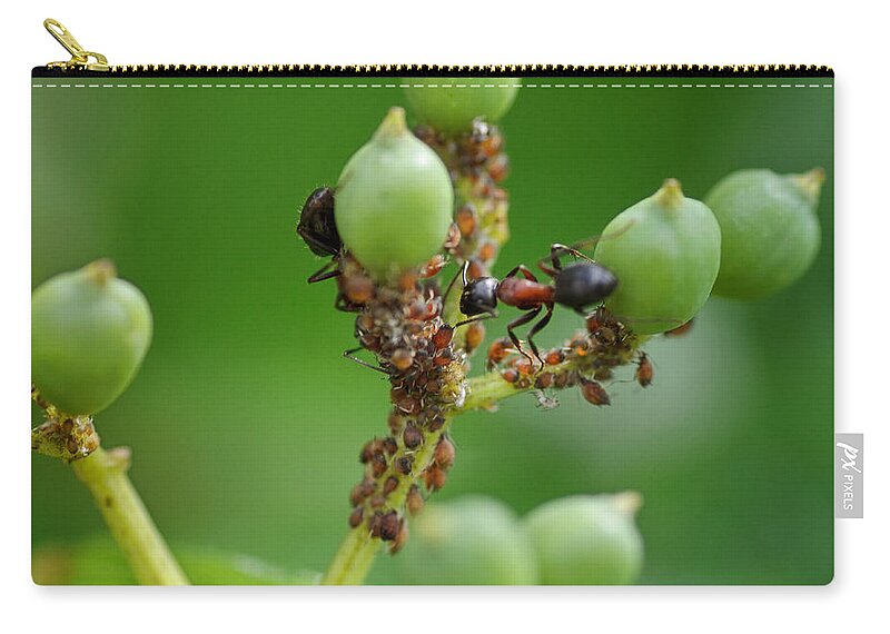 Ants Zip Pouch featuring the photograph Mutualistic by Sue Capuano