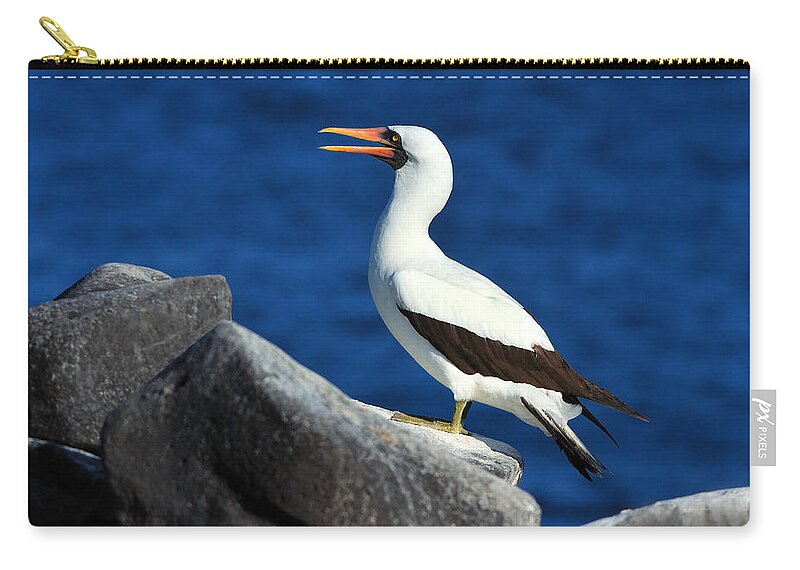 Nazca Booby Zip Pouch featuring the photograph Nazca Booby by Tony Beck