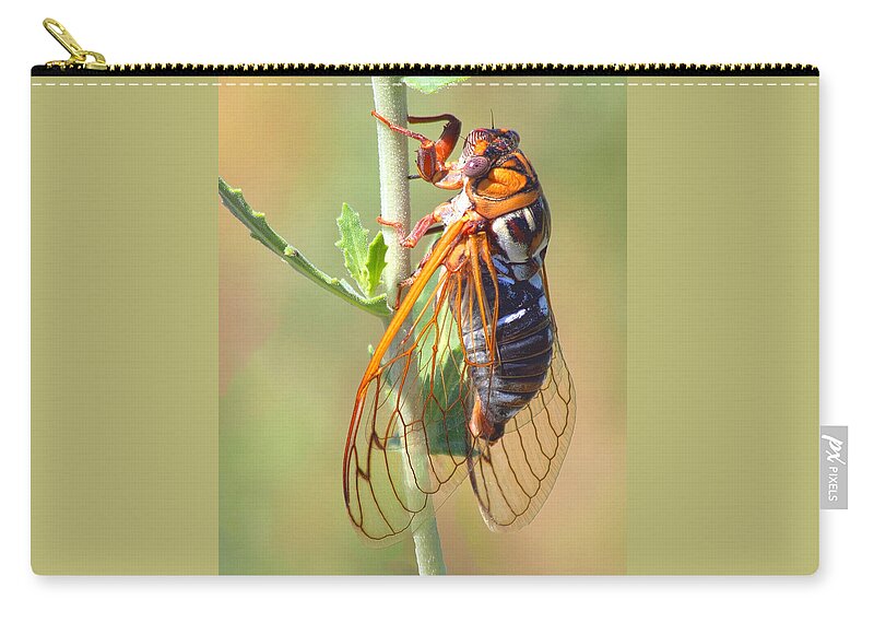 Cicada Zip Pouch featuring the photograph Noisy Cicada by Shane Bechler