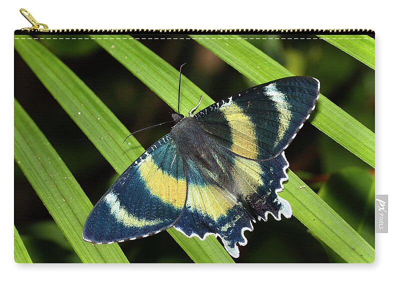Mp Zip Pouch featuring the photograph North Queensland Day Moth Alcides by Konrad Wothe
