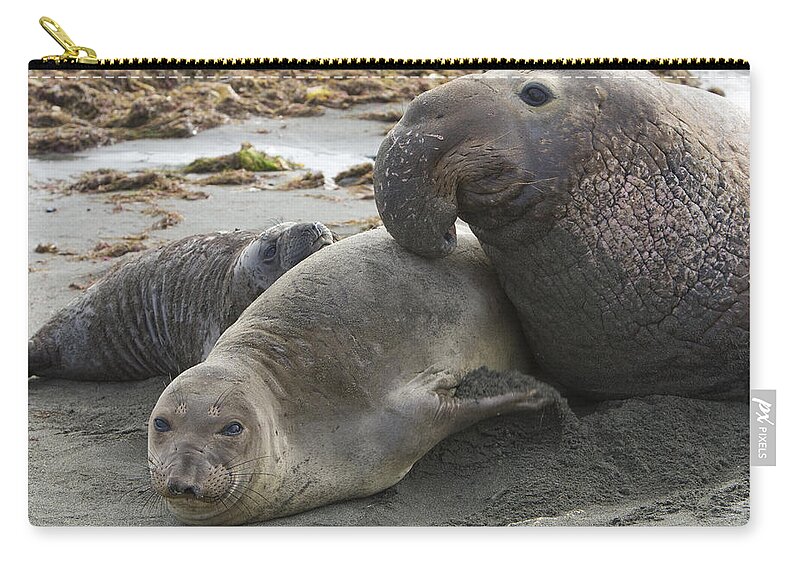 00429894 Zip Pouch featuring the photograph Northern Elephant Seal Male Attempting by Suzi Eszterhas