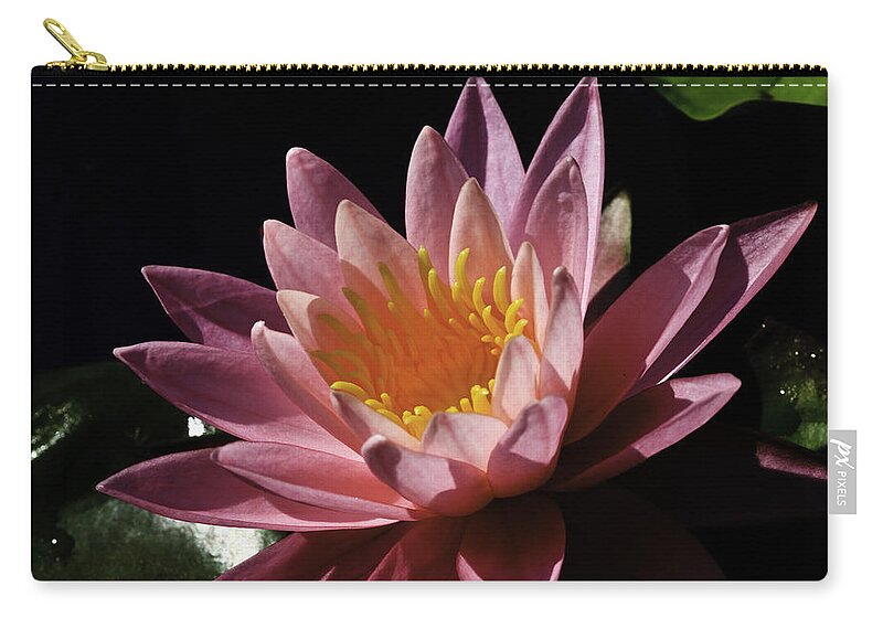 Kenilworth Aquatic Park Zip Pouch featuring the photograph Nymphaea 'Sunny Pink' by Perla Copernik