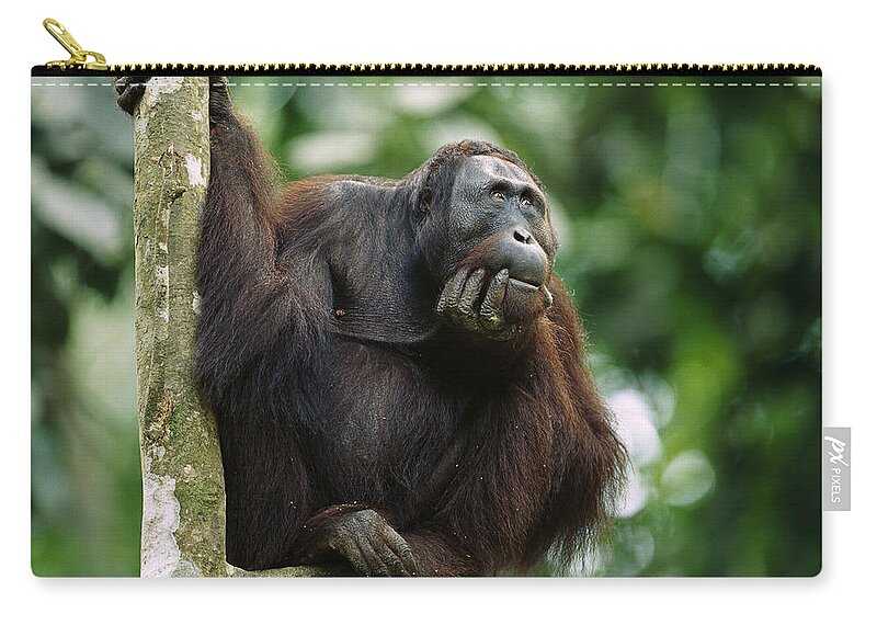 00620241 Zip Pouch featuring the photograph Orangutan Deep in Thought by Cyril Ruoso